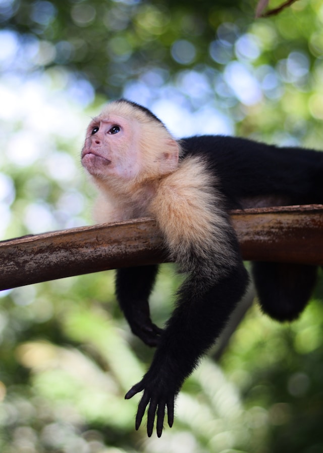 Manuel Antonio Costa Rica