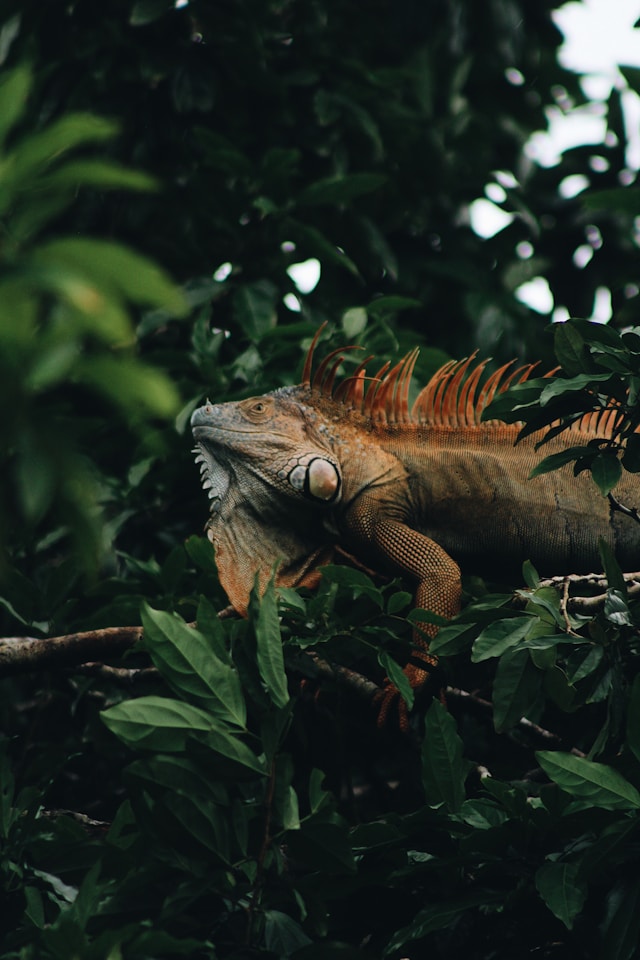 Tortuguero Costa Rica